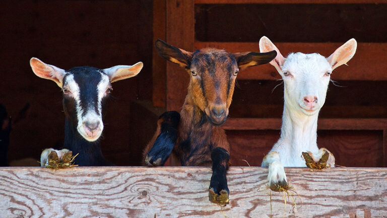 Why Dairy Goats?